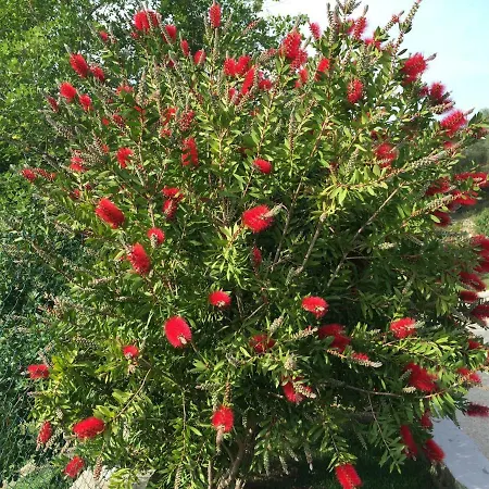 Normanna فندق مبيت وإفطار 4*